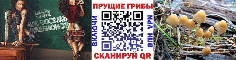 это какой сайт  Кизляр  Псилоцибиновые грибы Psilocybe 