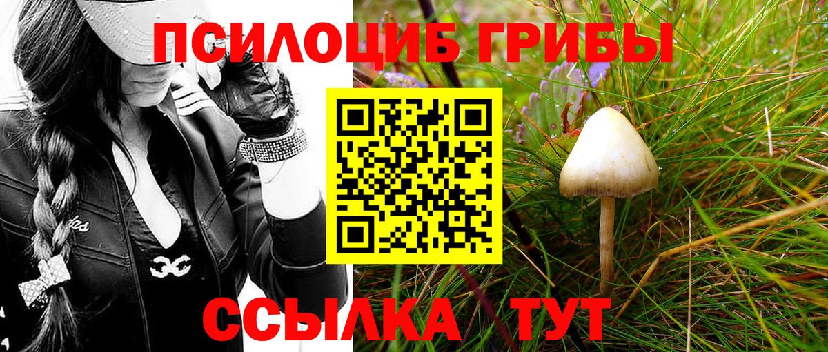 Галлюциногенные грибы Psilocybe Кизляр
